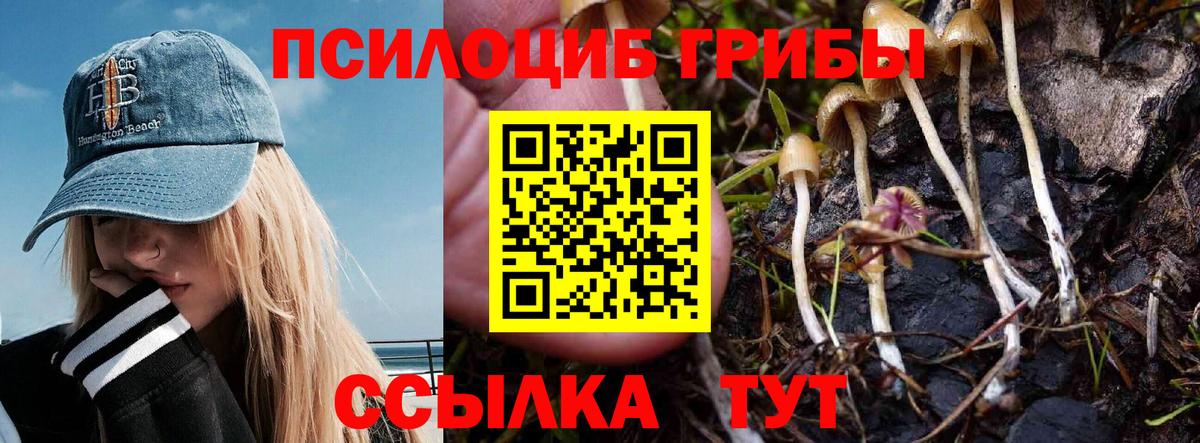 Псилоцибиновые грибы Psilocybe Мурманск